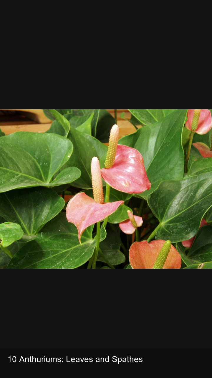 10 Anthuriums: Leaves and Spathes — 2:3
