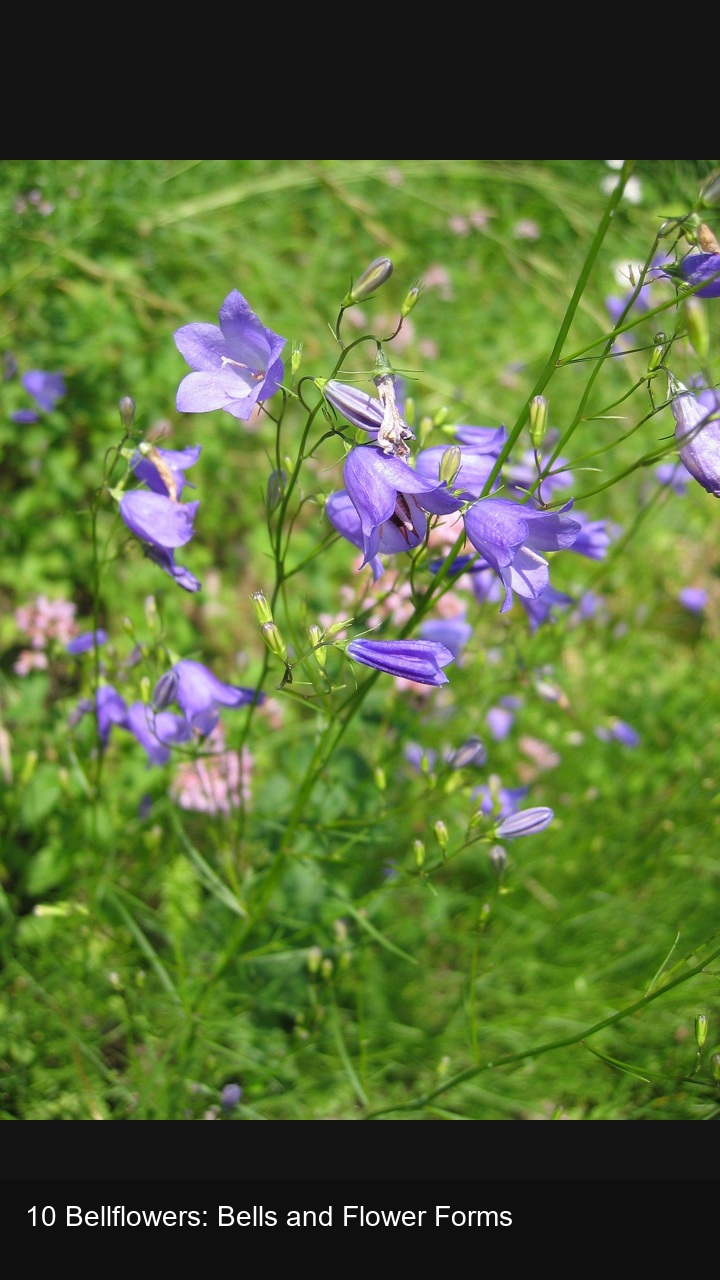 10 Bellflowers: Bells and Flower Forms