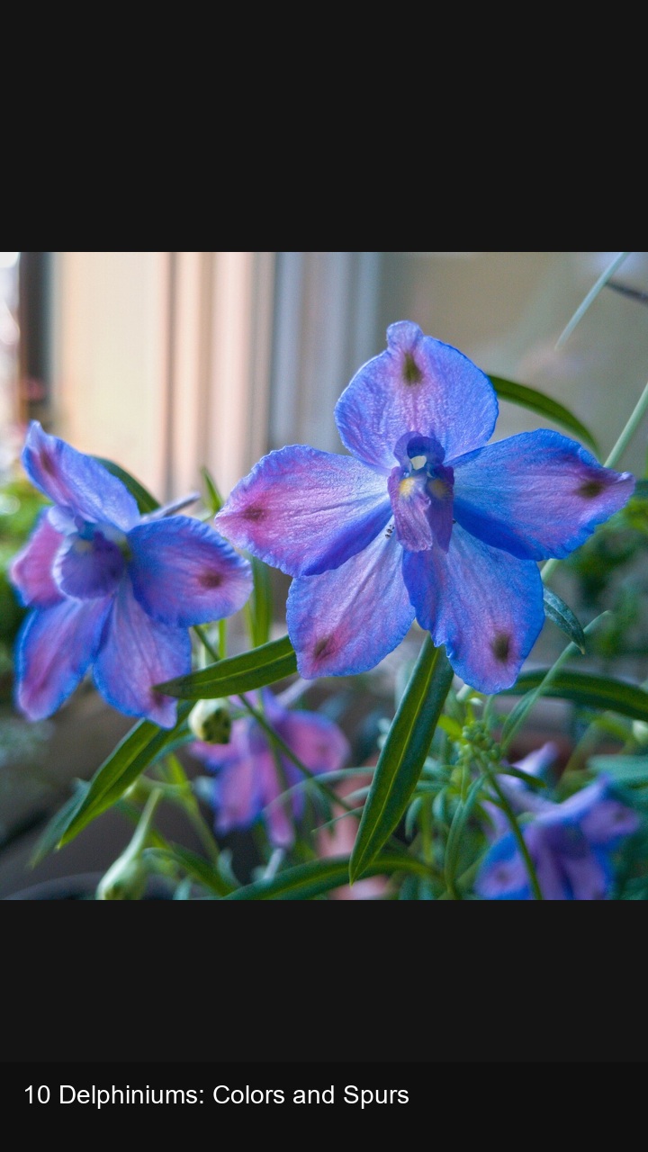 10 Delphiniums: Colors and Spurs — 2:3
