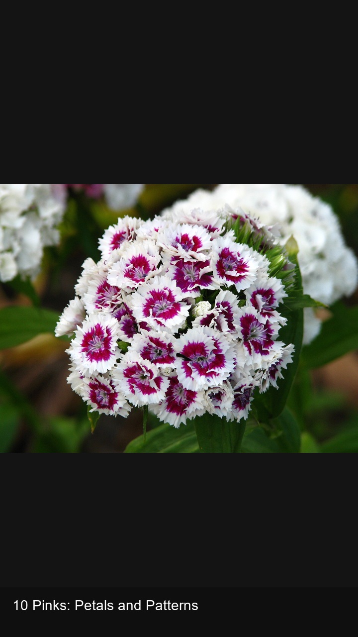 10 Pinks: Petals and Patterns — 2:3