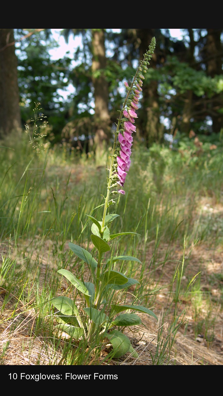 10 Foxgloves: Flower Forms — 2:3