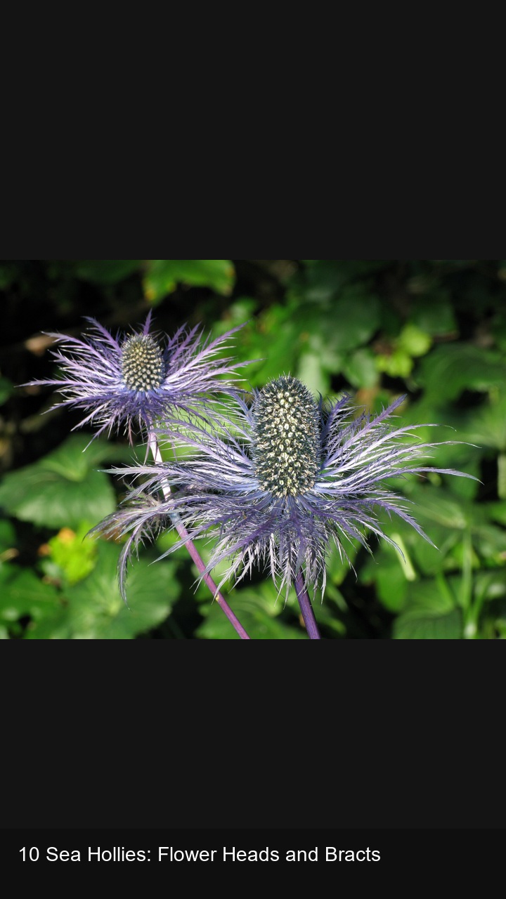 10 Sea Hollies: Flower Heads and Bracts — 2:3