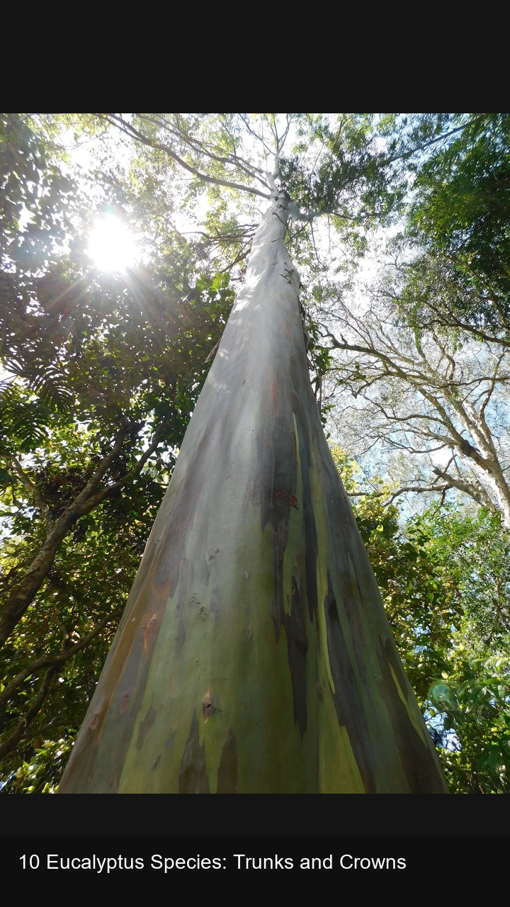 10 Eucalyptus Species: Trunks and Crowns — 2:3