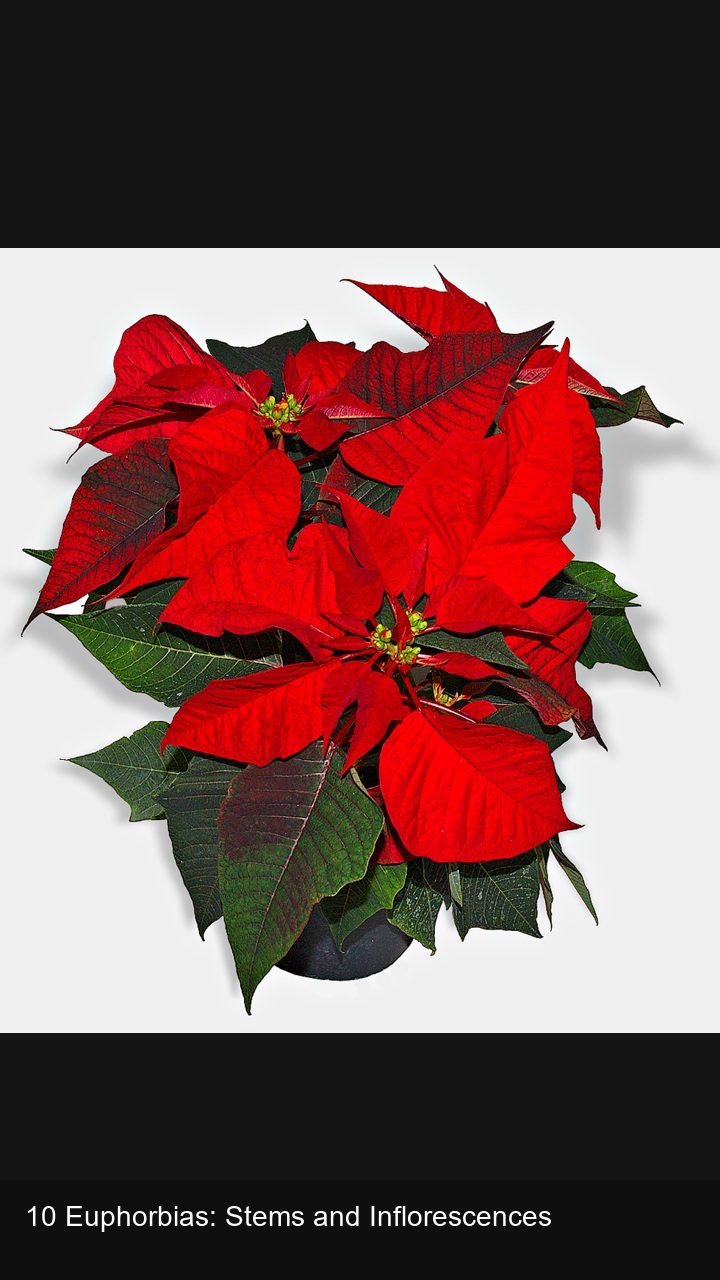 10 Euphorbias: Stems and Inflorescences — 2:3