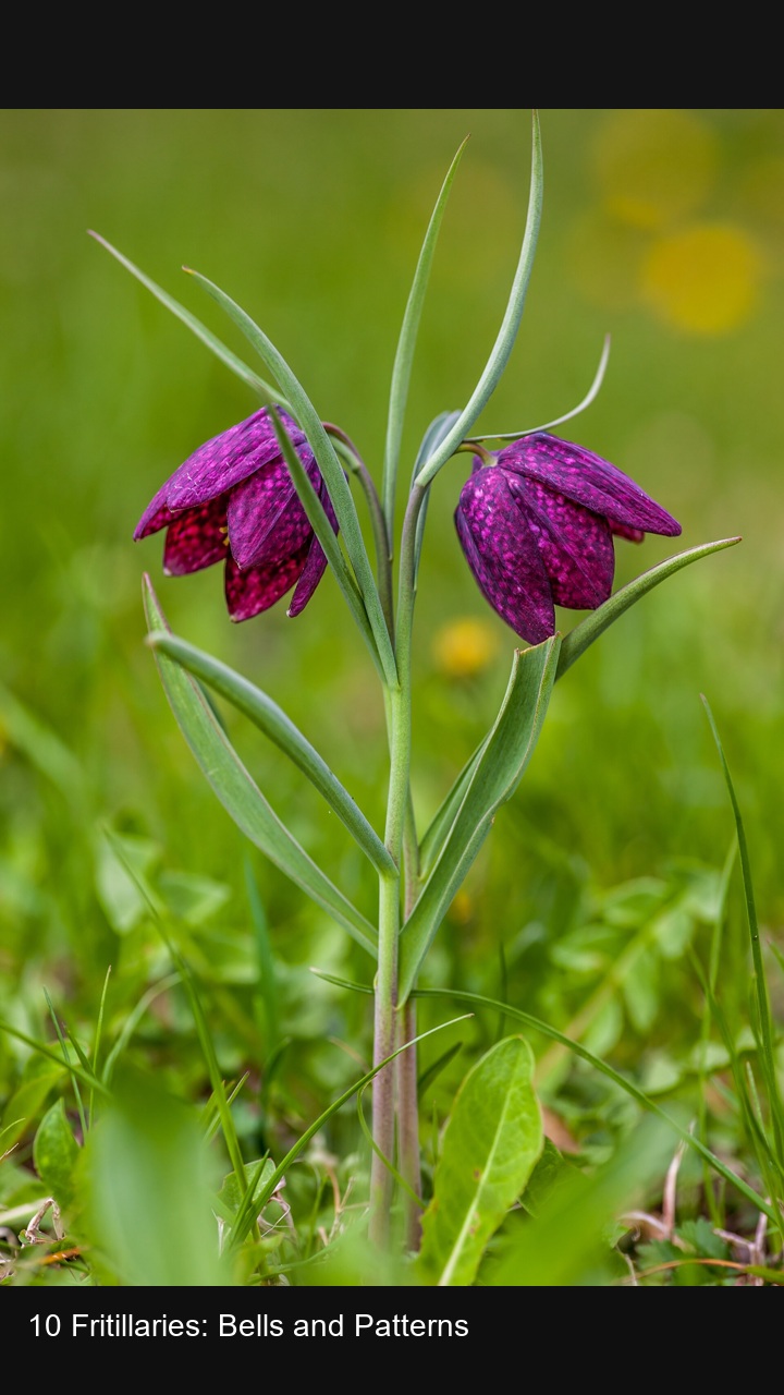 10 Fritillaries: Bells and Patterns — 2:3