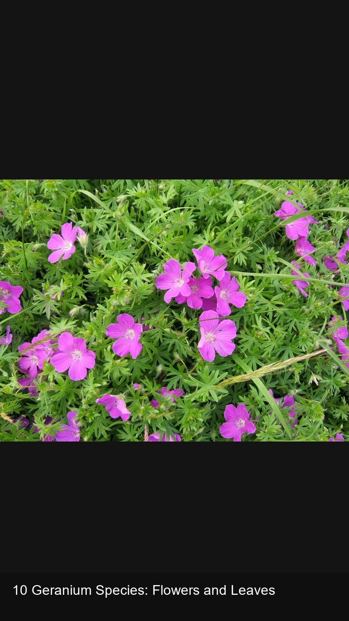 10 Geranium Species: Flowers and Leaves — 2:3