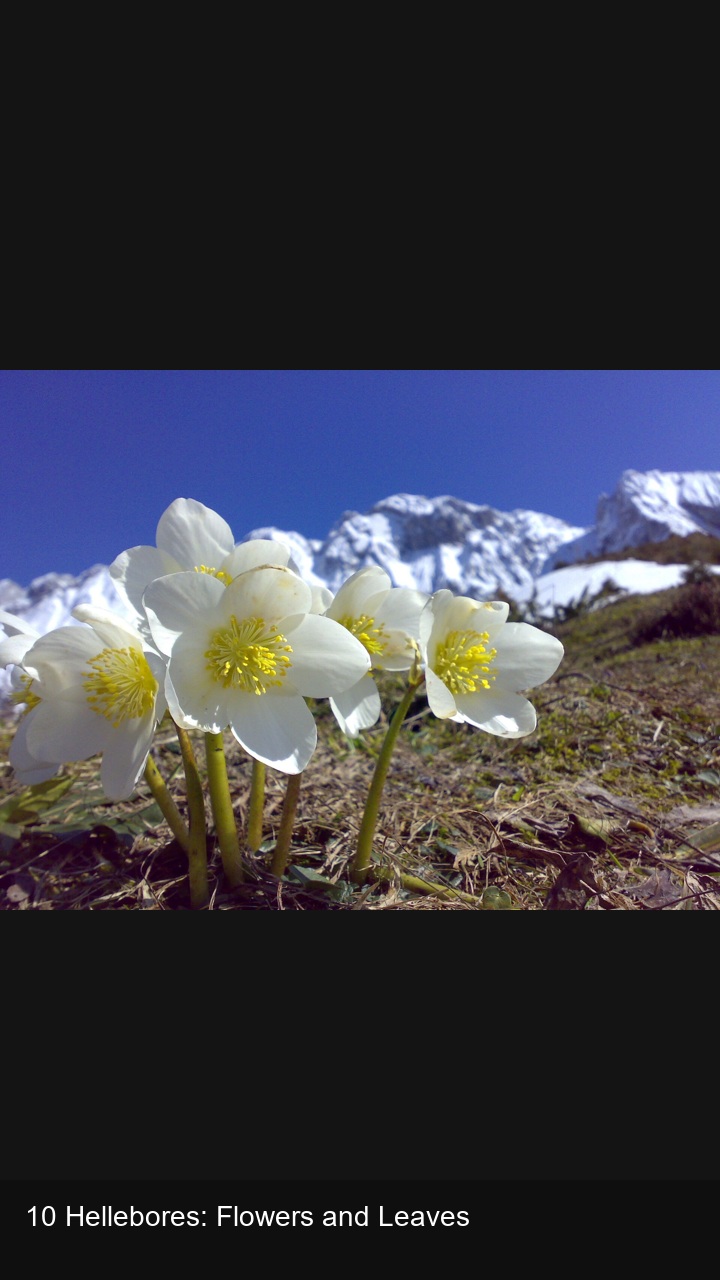 10 Hellebores: Flowers and Leaves — 2:3