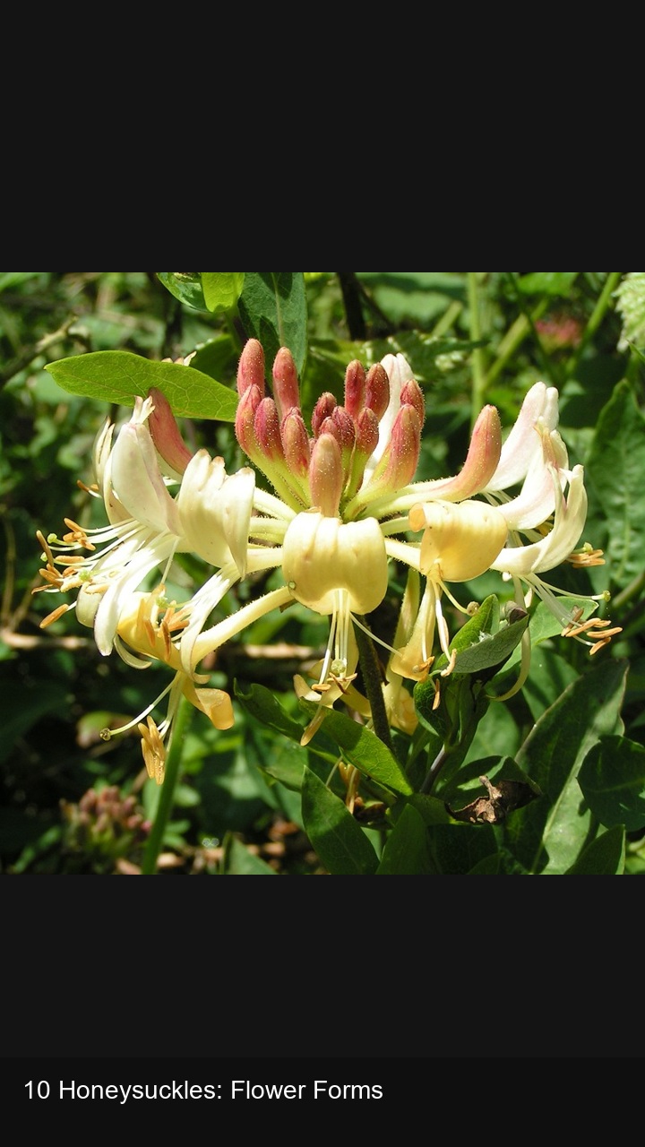 10 Honeysuckles: Flower Forms — 2:3
