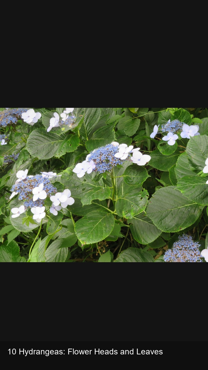 10 Hydrangeas: Flower Heads and Leaves — 2:3