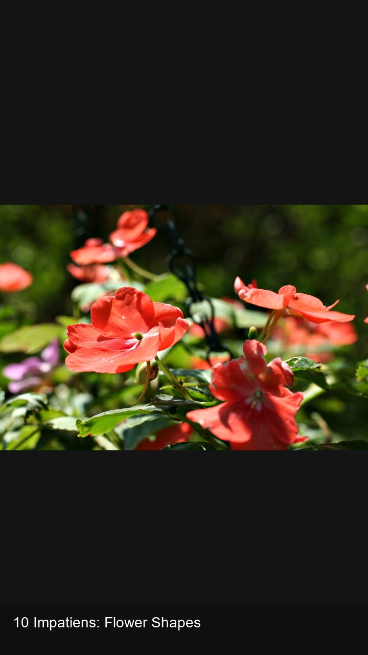 10 Impatiens: Flower Shapes — 2:3