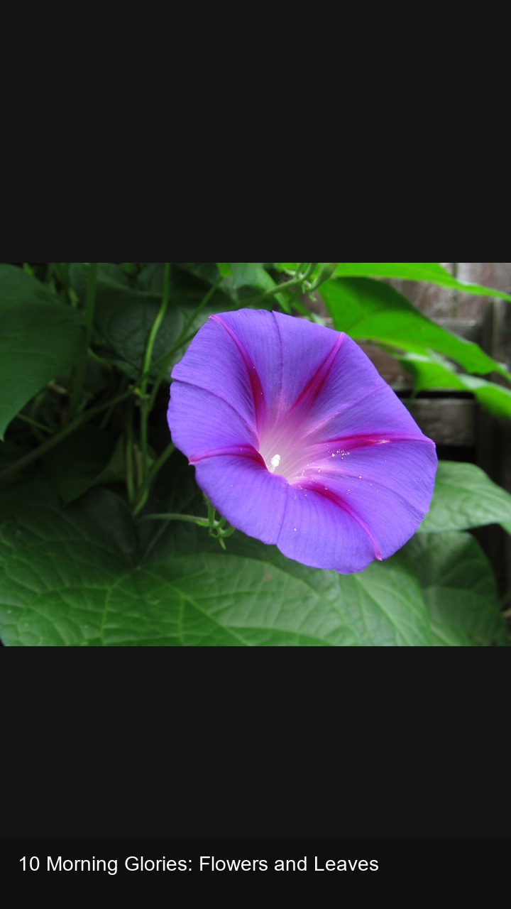 10 Morning Glories: Flowers and Leaves — 2:3