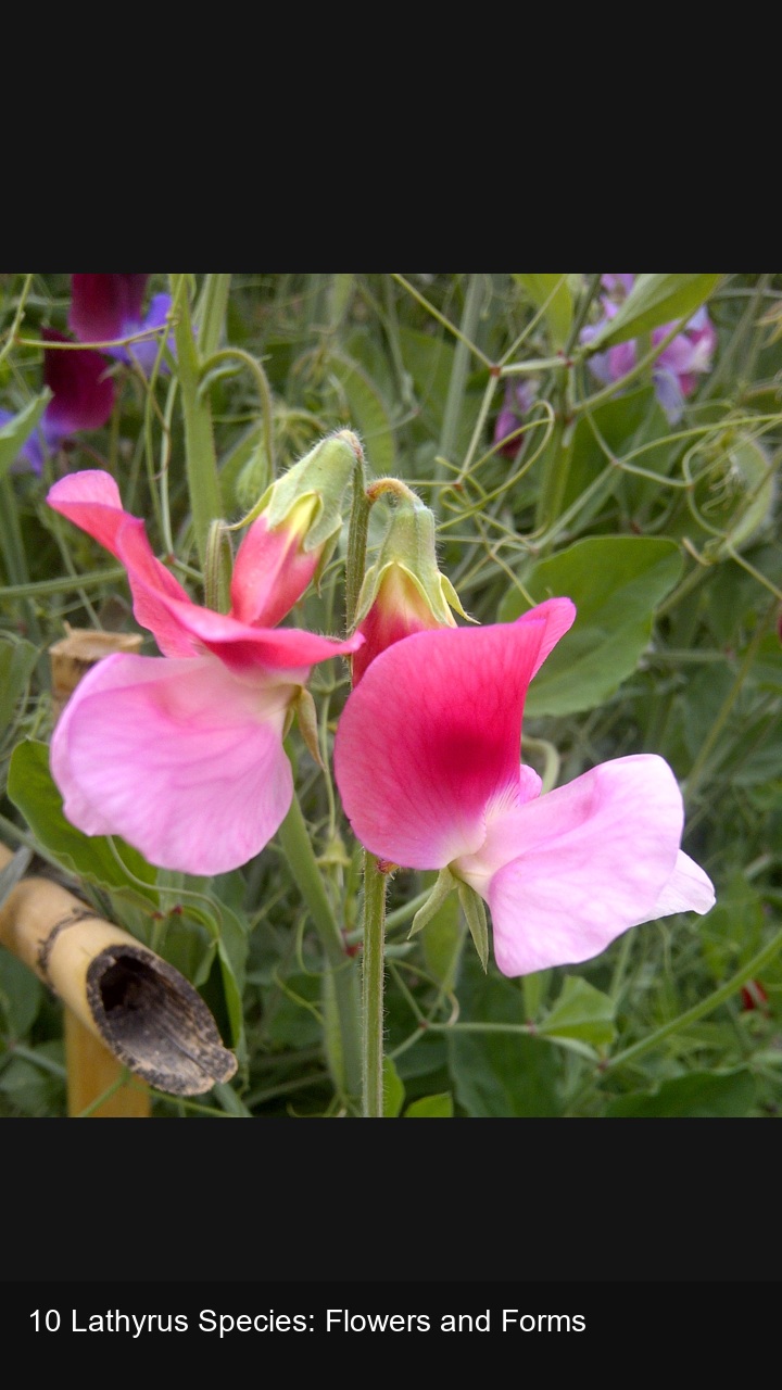 10 Lathyrus Species: Flowers and Forms — 2:3