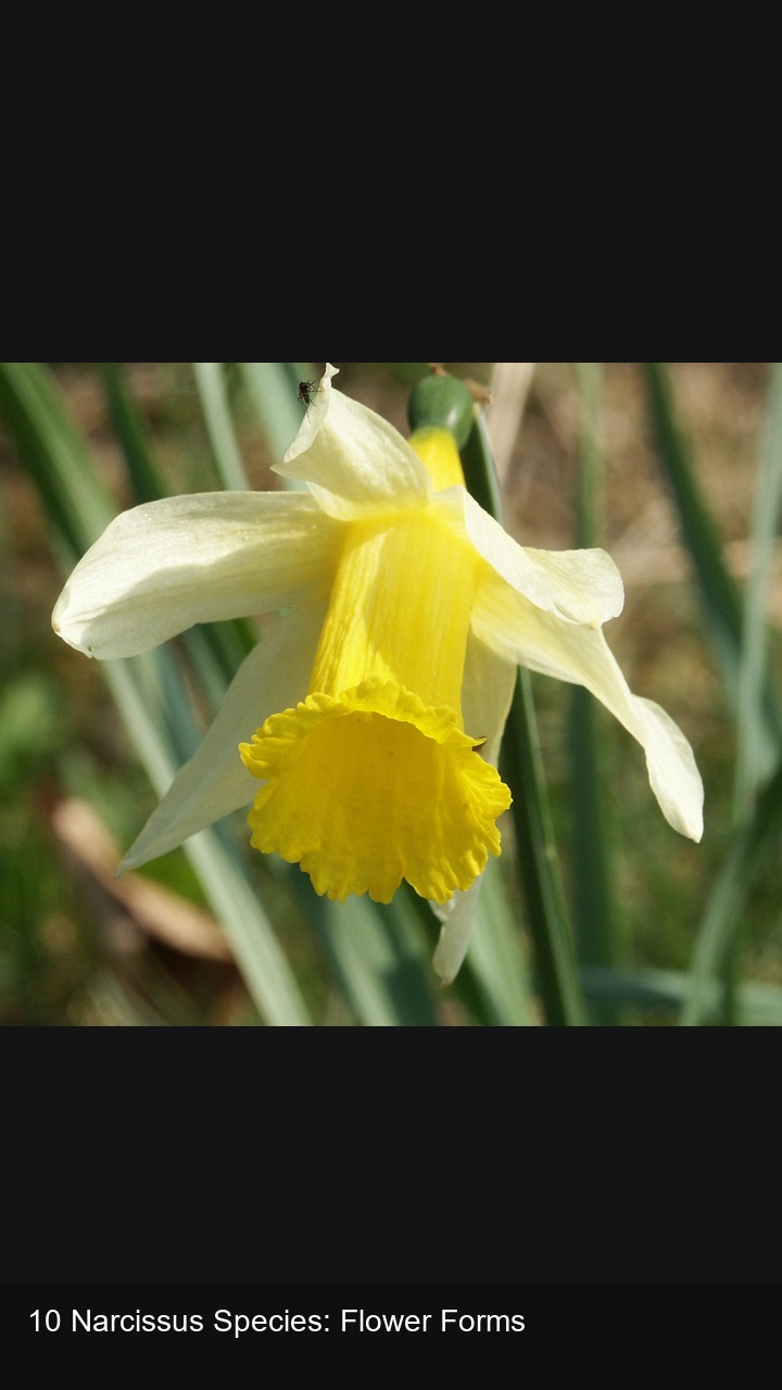 10 Narcissus Species: Flower Forms