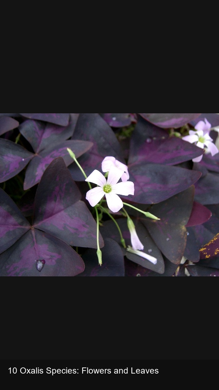 10 Oxalis Species: Flowers and Leaves — 2:3