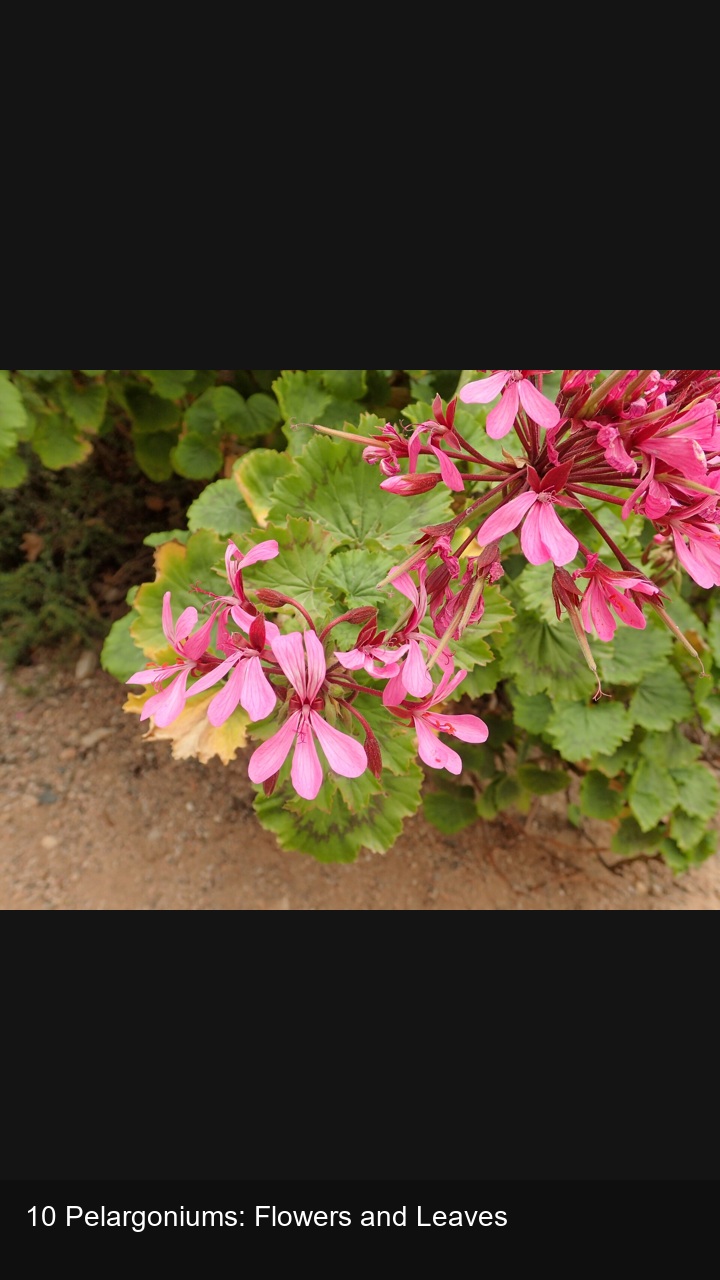 10 Pelargoniums: Flowers and Leaves — 2:3