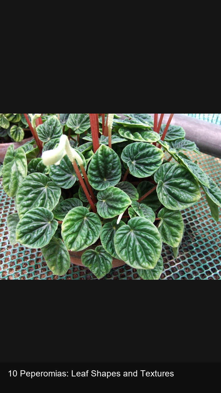 10 Peperomias: Leaf Shapes and Textures — 2:3