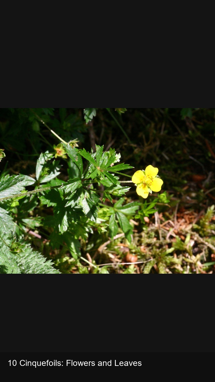 10 Cinquefoils: Flowers and Leaves — 2:3