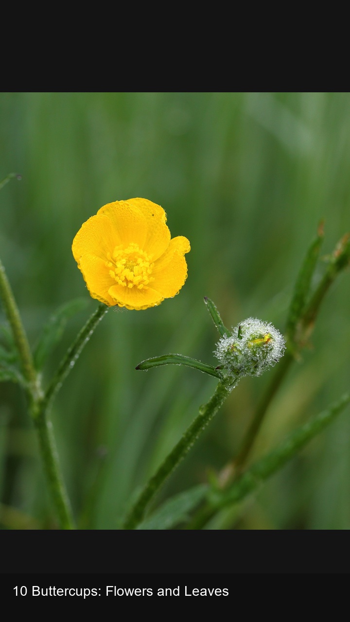 10 Buttercups: Flowers and Leaves — 2:3