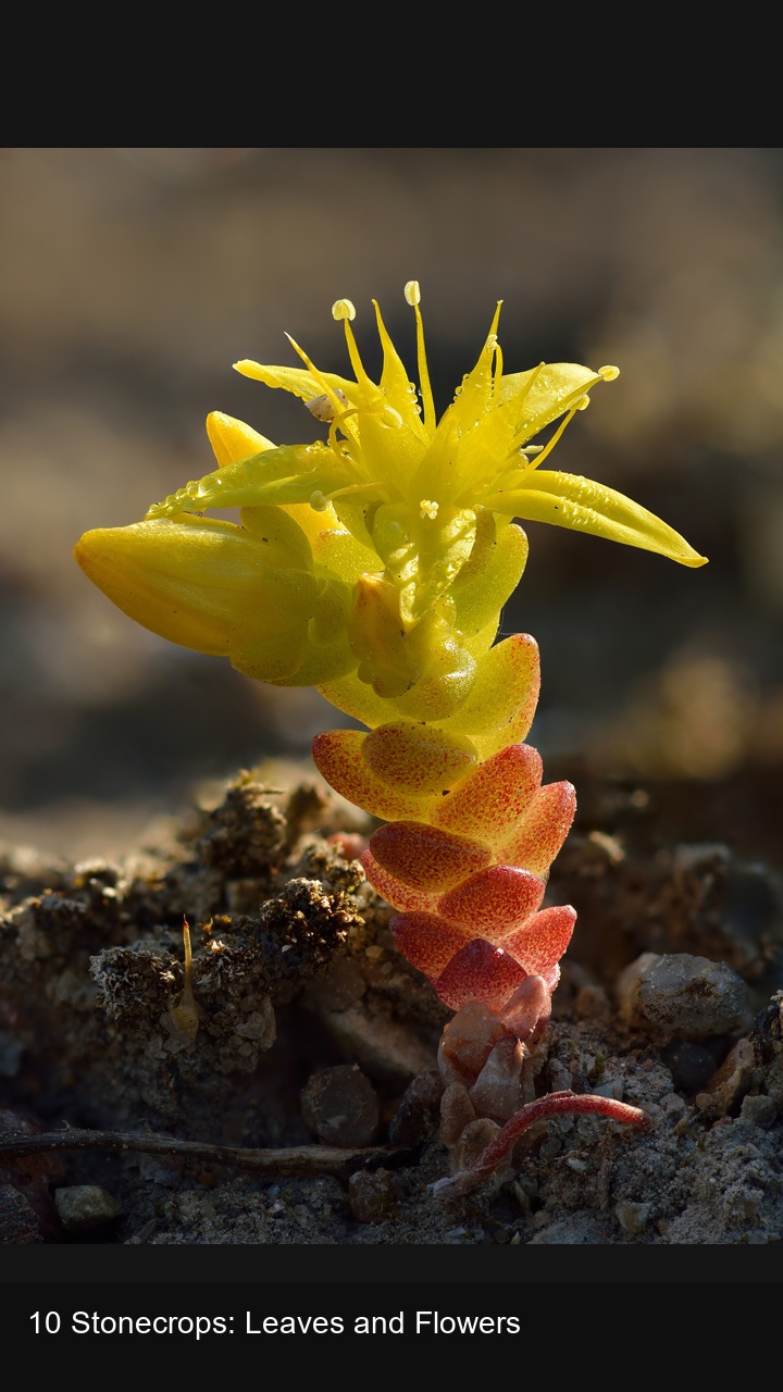 10 Stonecrops: Leaves and Flowers — 2:3