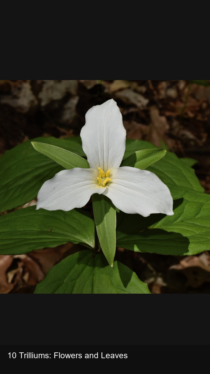 10 Trilliums: Flowers and Leaves — 2:3