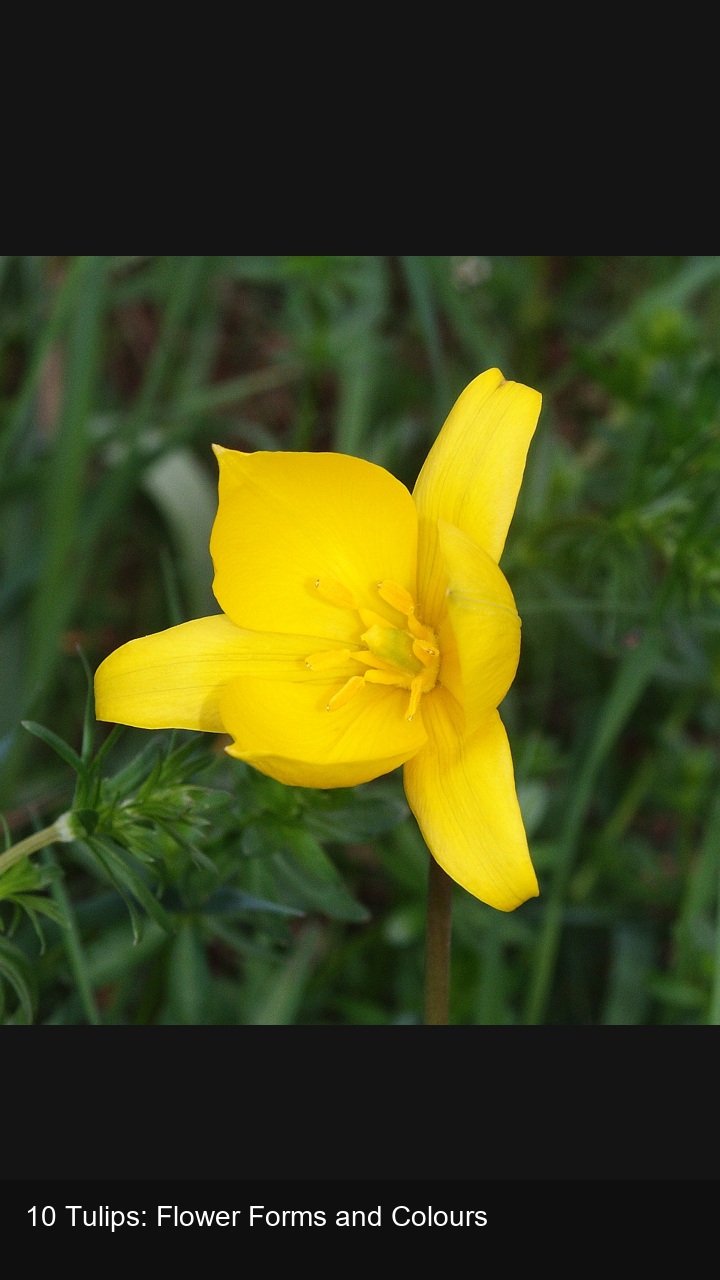 10 Tulips: Flower Forms and Colours — 2:3