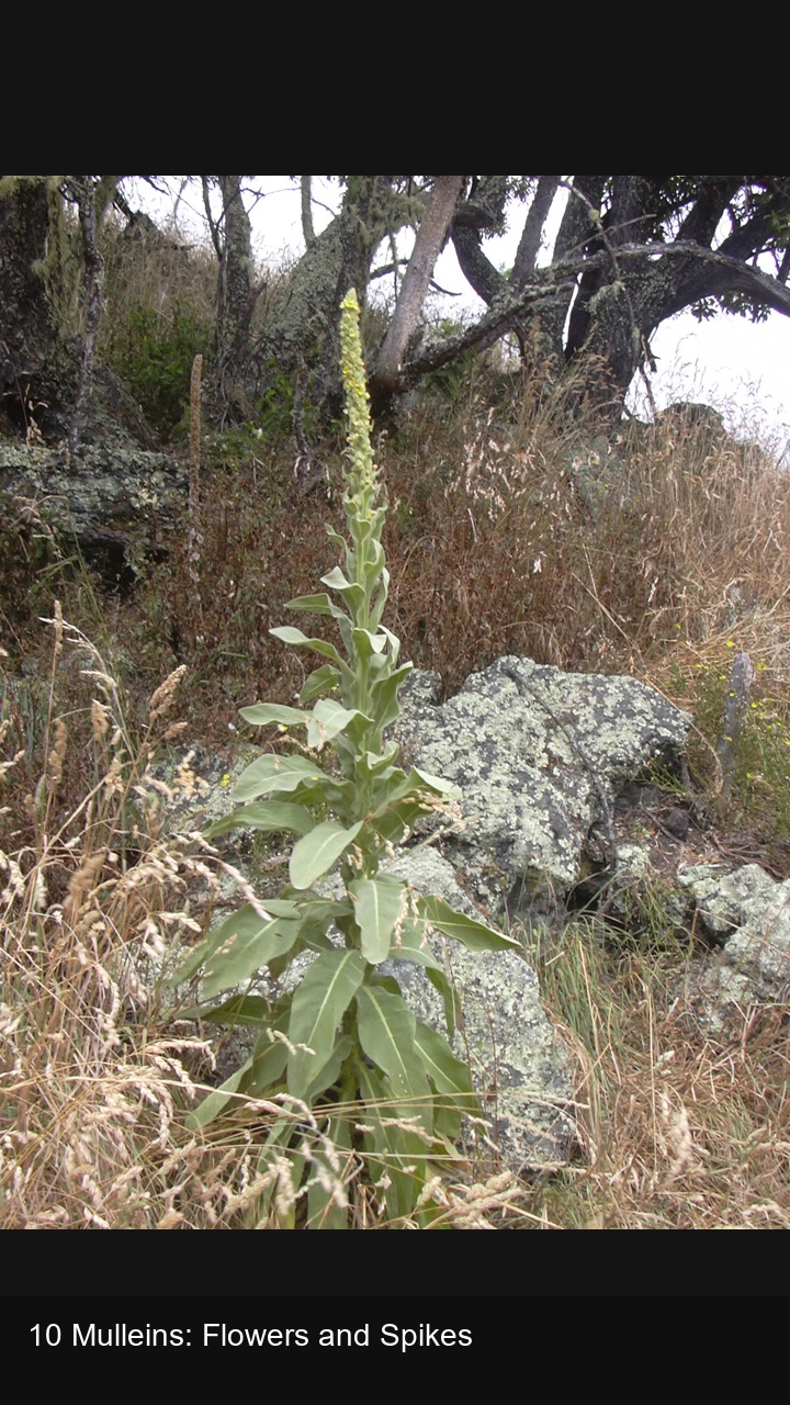 10 Mulleins: Flowers and Spikes — 2:3