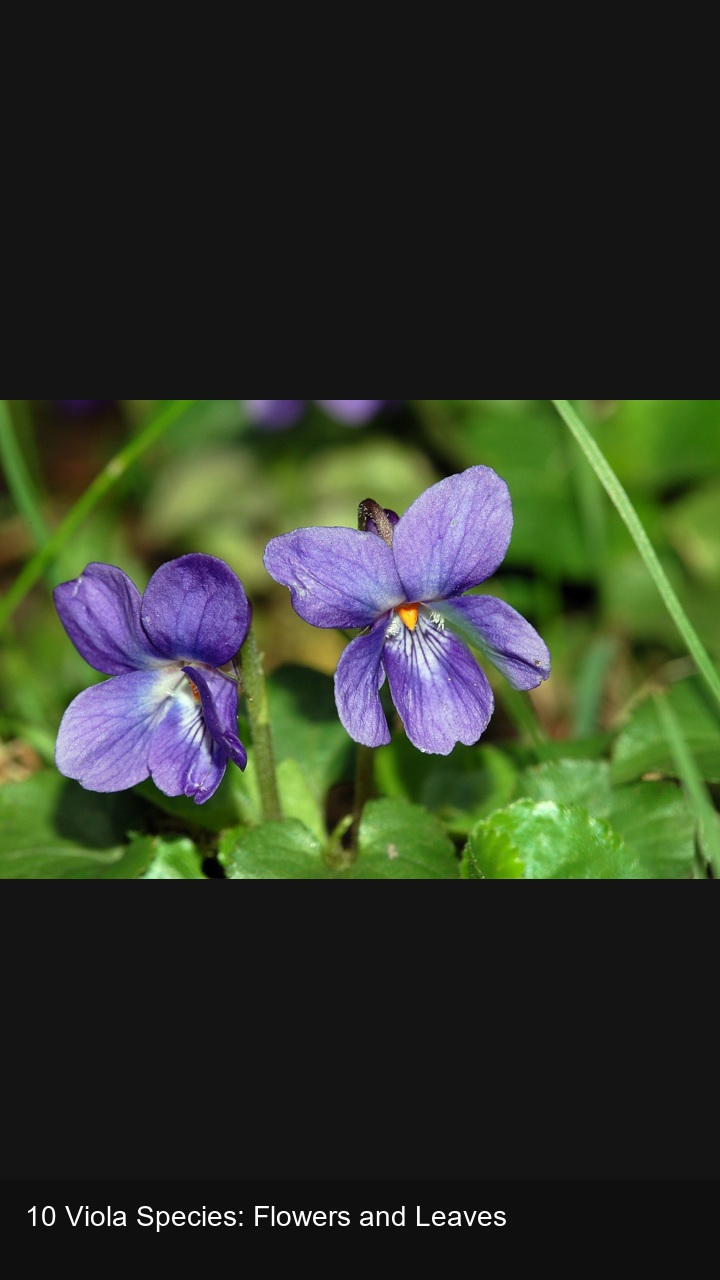 10 Viola Species: Flowers and Leaves — 2:3