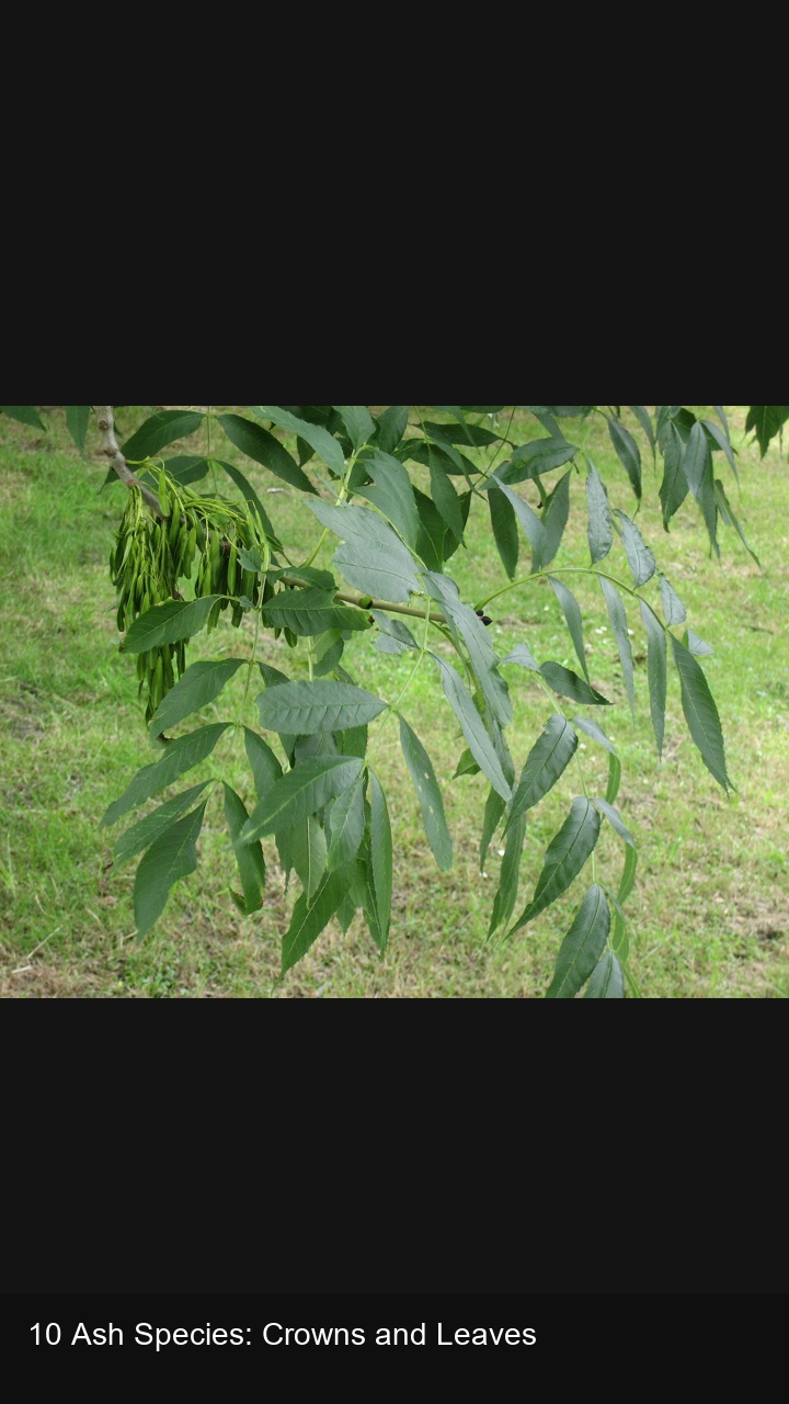 10 Ash Species: Crowns and Leaves — 2:3