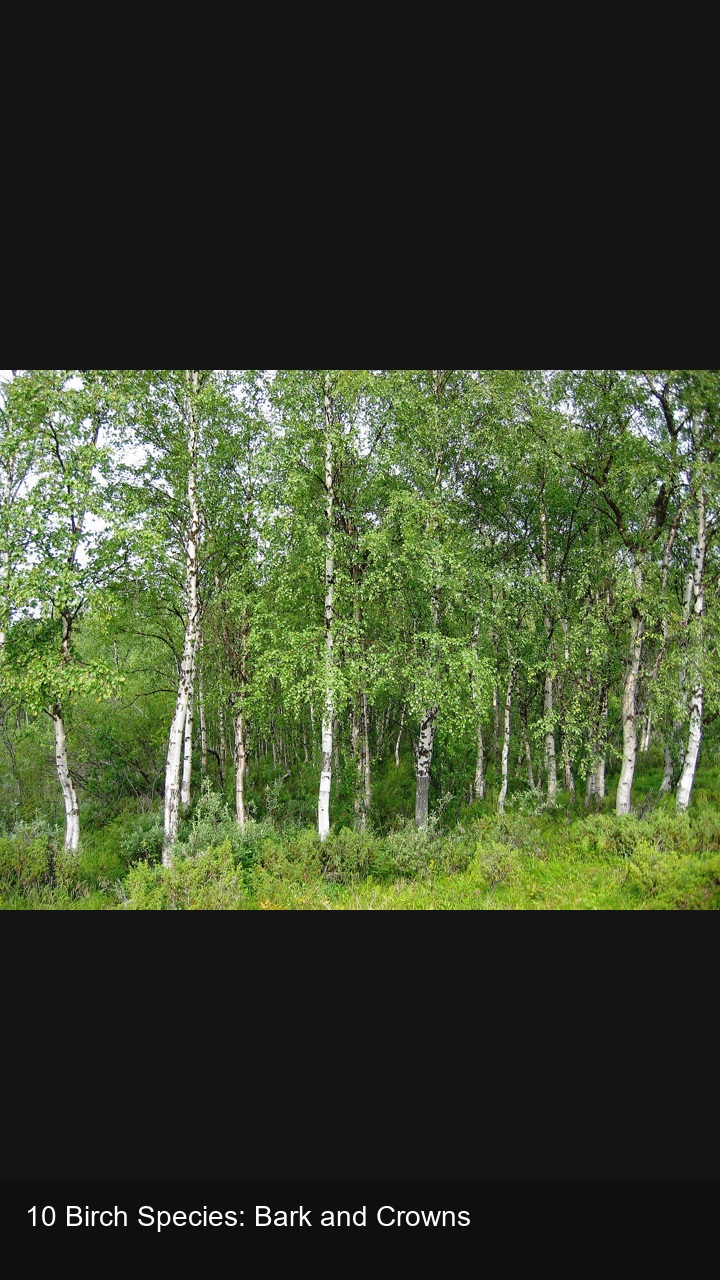 10 Birch Species: Bark and Crowns — 2:3