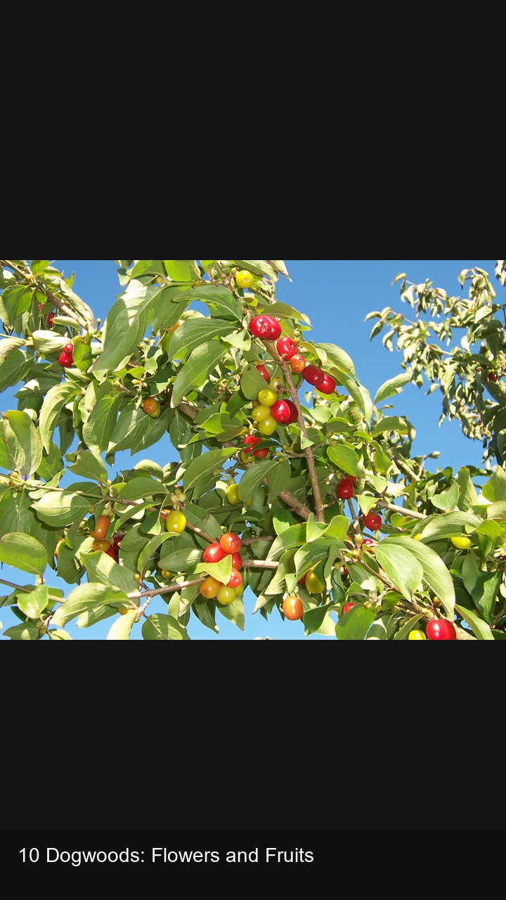10 Dogwoods: Flowers and Fruits — 2:3