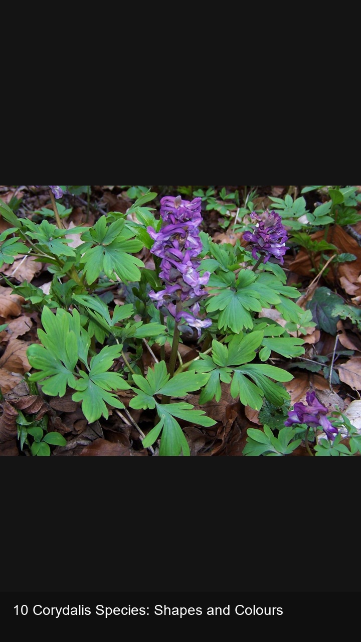 10 Corydalis Species: Shapes and Colours — 2:3