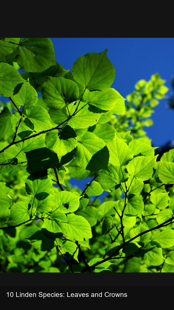10 Linden Species: Leaves and Crowns — 2:3