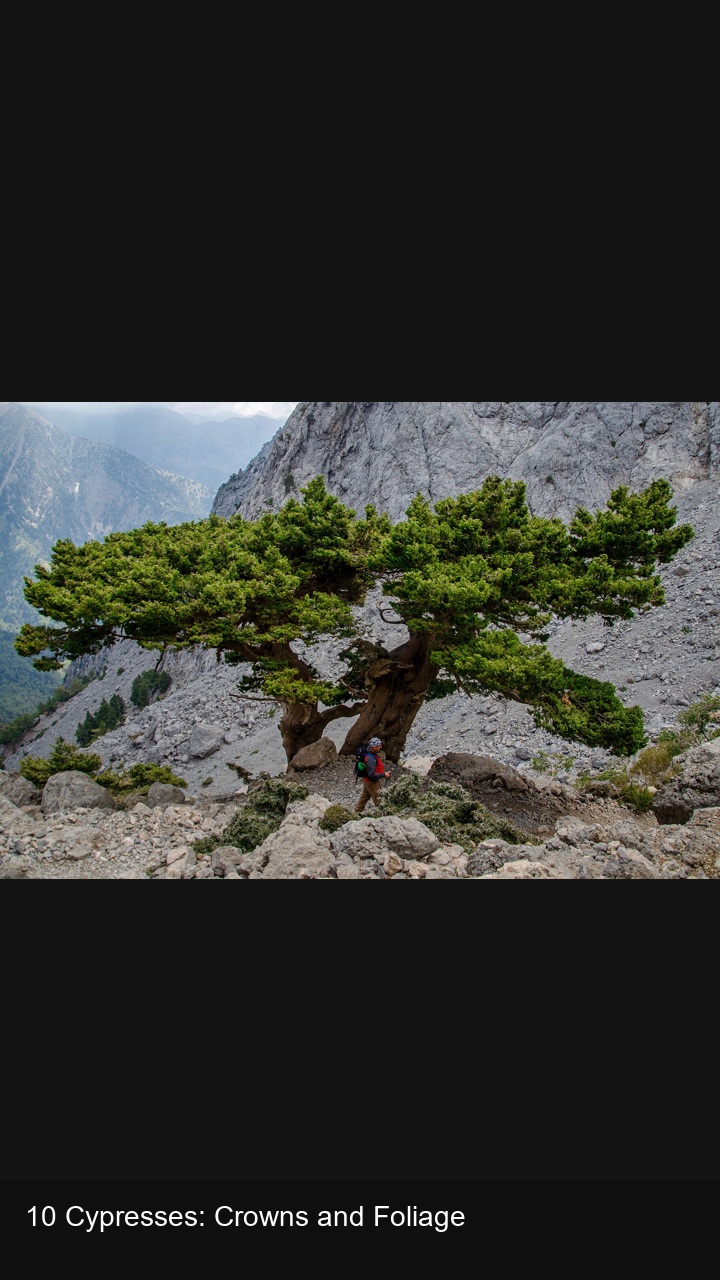 10 Cypresses: Crowns and Foliage — 2:3