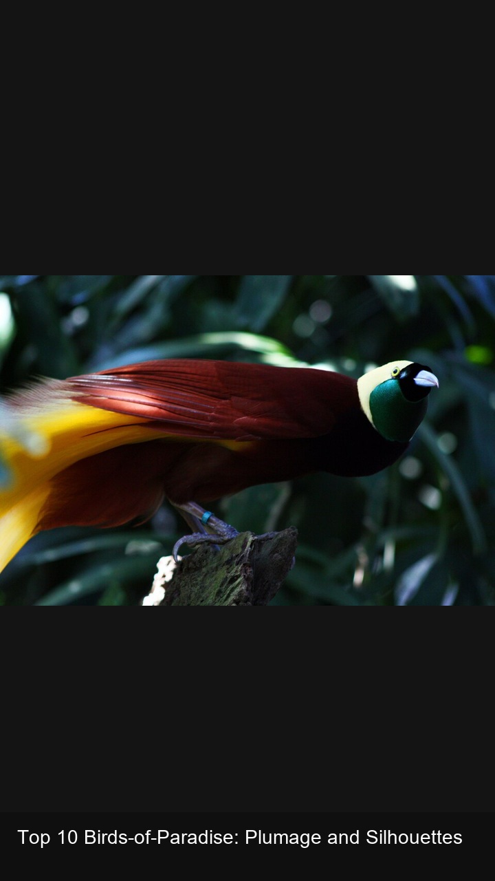 Top 10 Birds-of-Paradise: Plumage and Silhouettes — 2:3
