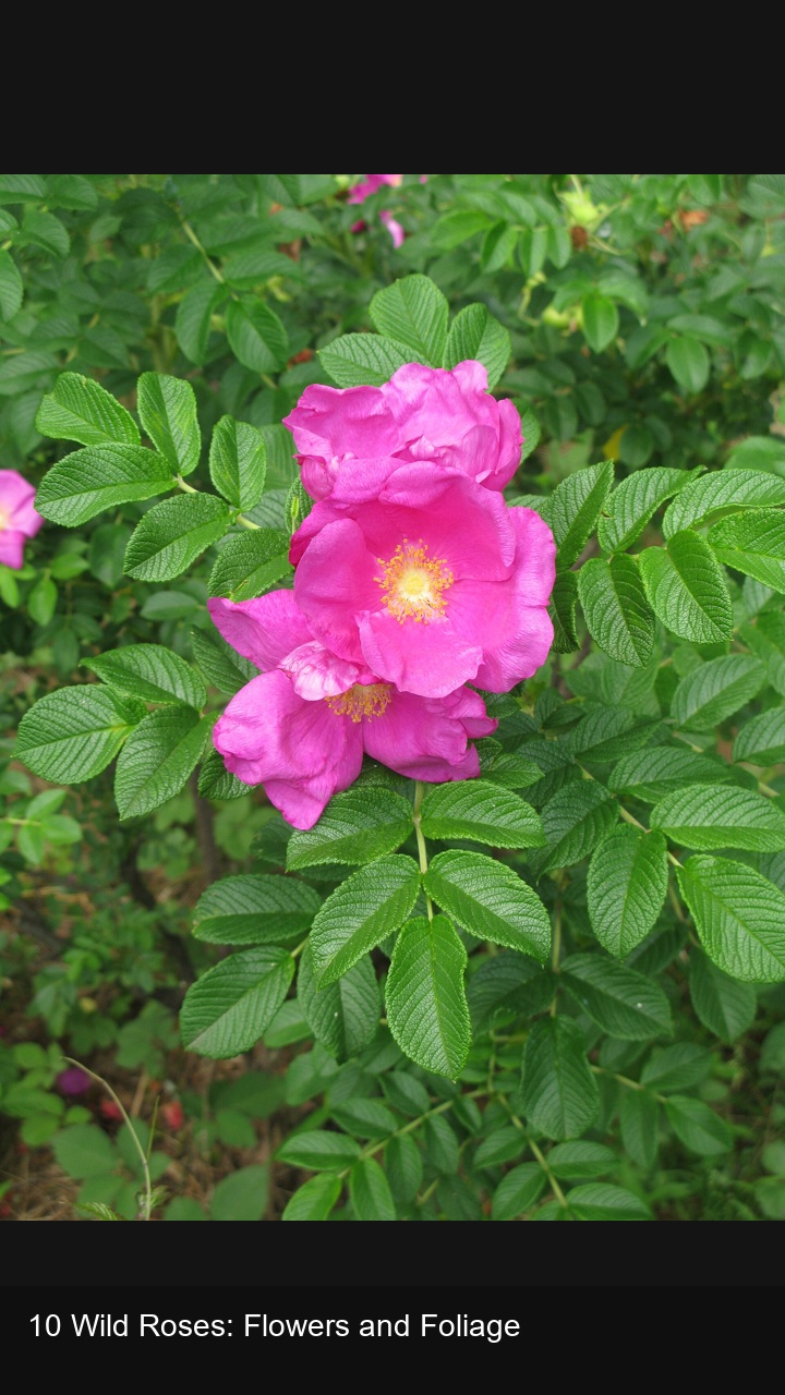 10 Wild Roses: Flowers and Foliage — 2:3