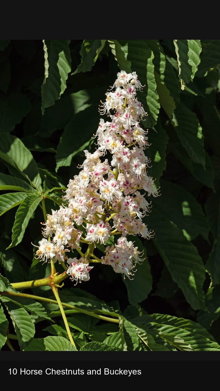 10 Horse Chestnuts and Buckeyes — 2:3