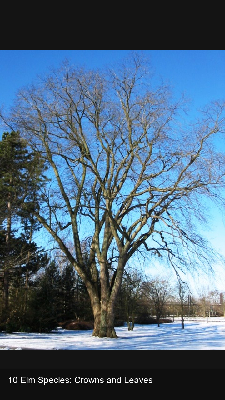 10 Elm Species: Crowns and Leaves — 2:3