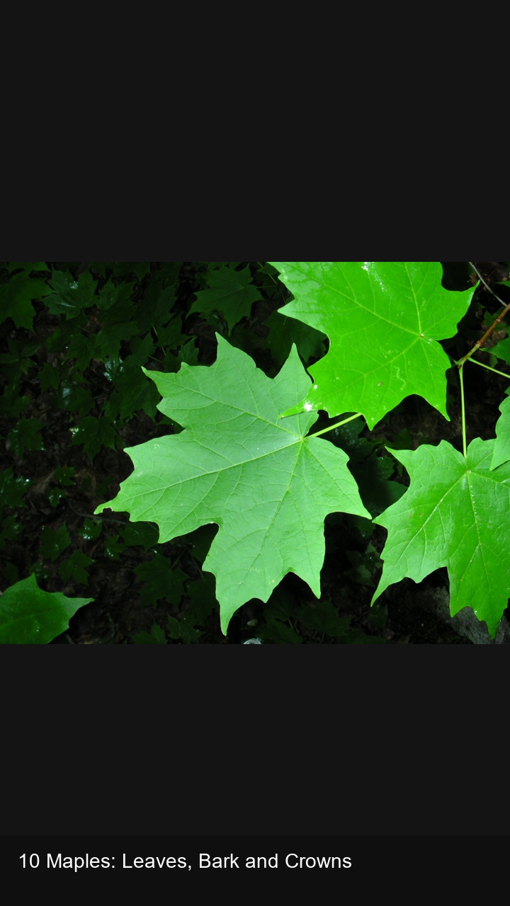 10 Maples: Leaves, Bark and Crowns — 2:3
