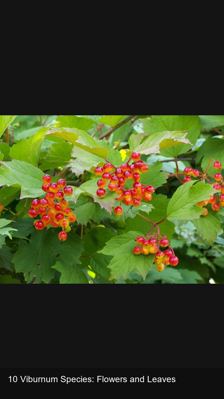 10 Viburnum Species: Flowers and Leaves — 2:3