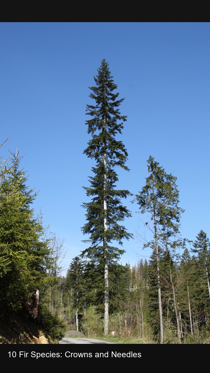 10 Fir Species: Crowns and Needles — 2:3