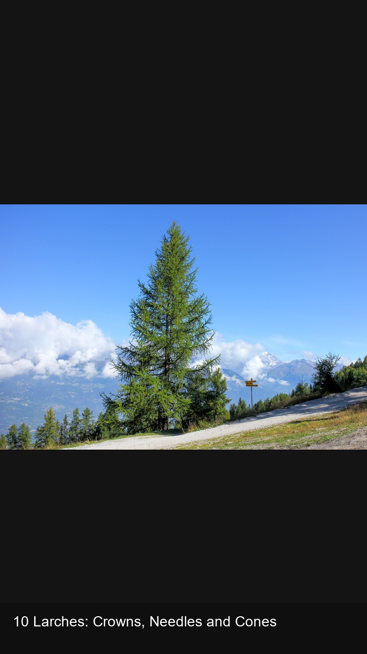 10 Larches: Crowns, Needles and Cones — 2:3