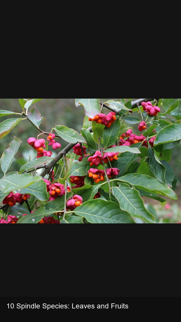 10 Spindle Species: Leaves and Fruits — 2:3