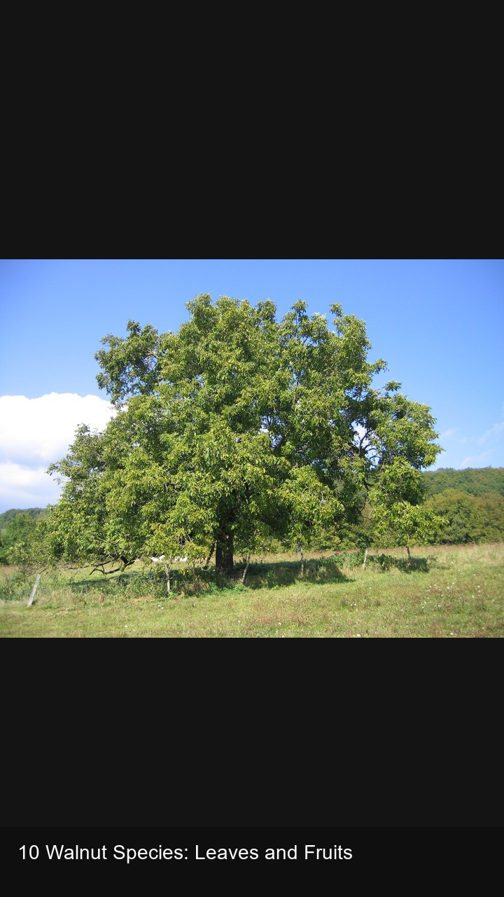 10 Walnut Species: Leaves and Fruits — 2:3