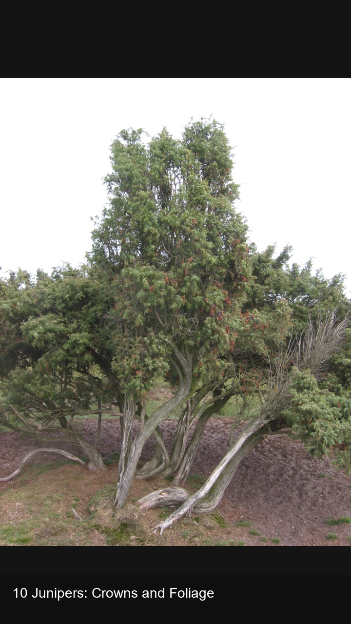 10 Junipers: Crowns and Foliage — 2:3