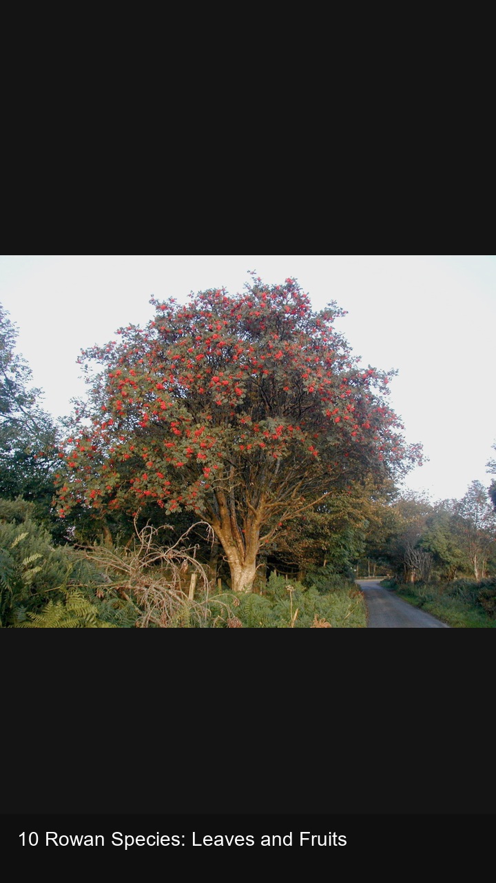10 Rowan Species: Leaves and Fruits — 2:3