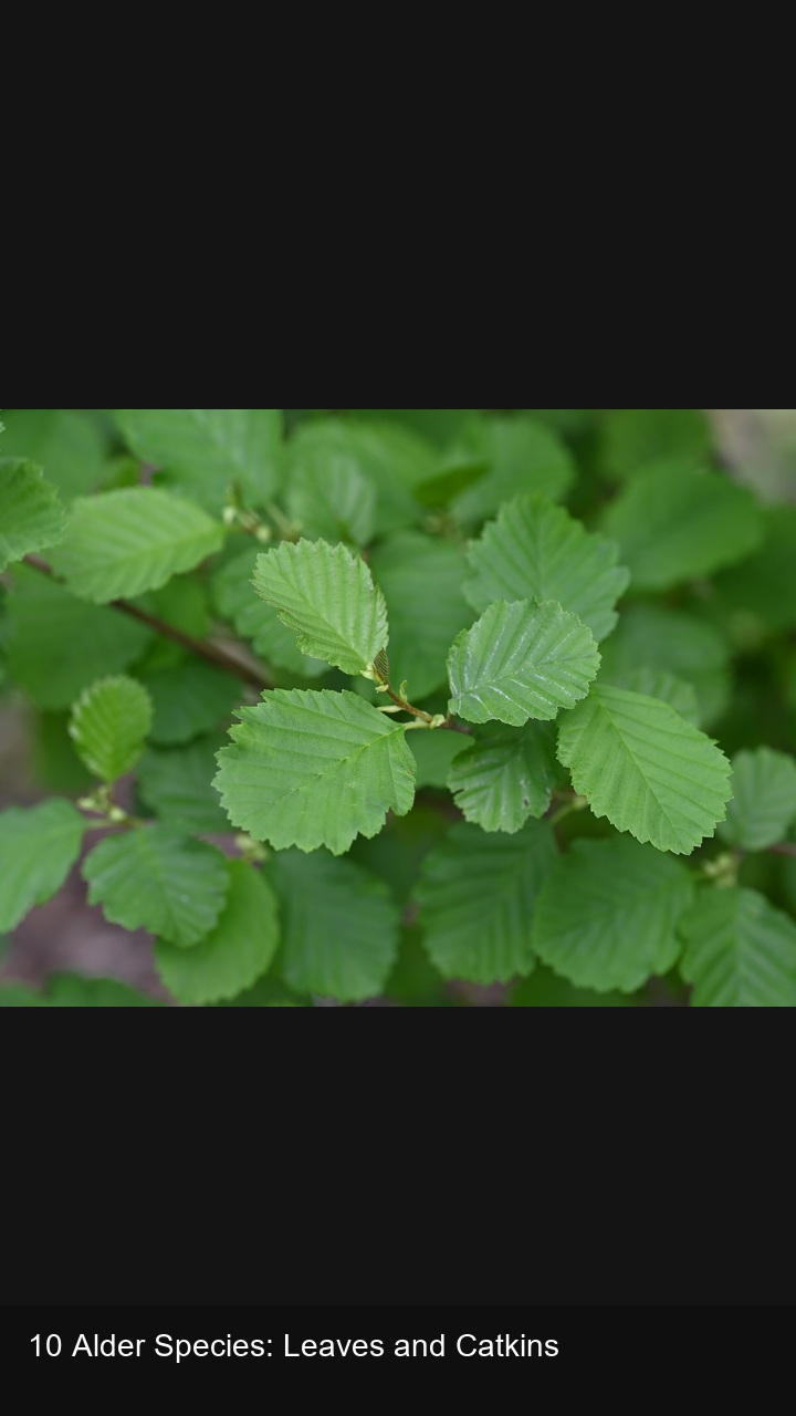 10 Alder Species: Leaves and Catkins — 2:3