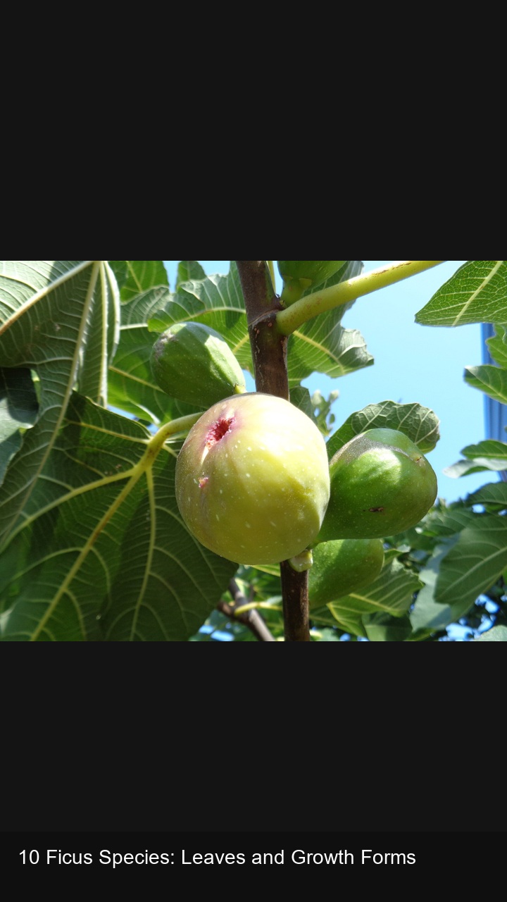10 Ficus Species: Leaves and Growth Forms — 2:3
