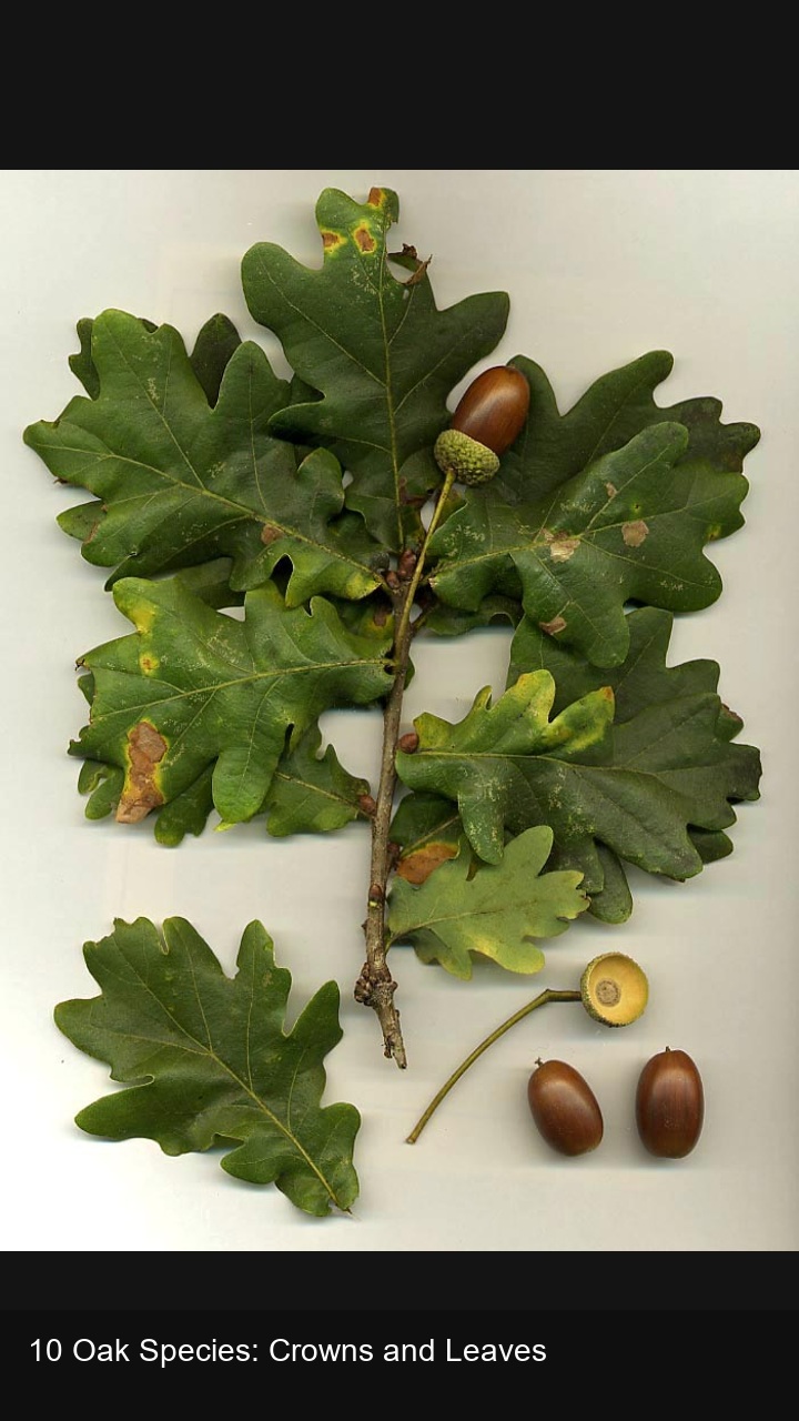 10 Oak Species: Crowns and Leaves — 2:3