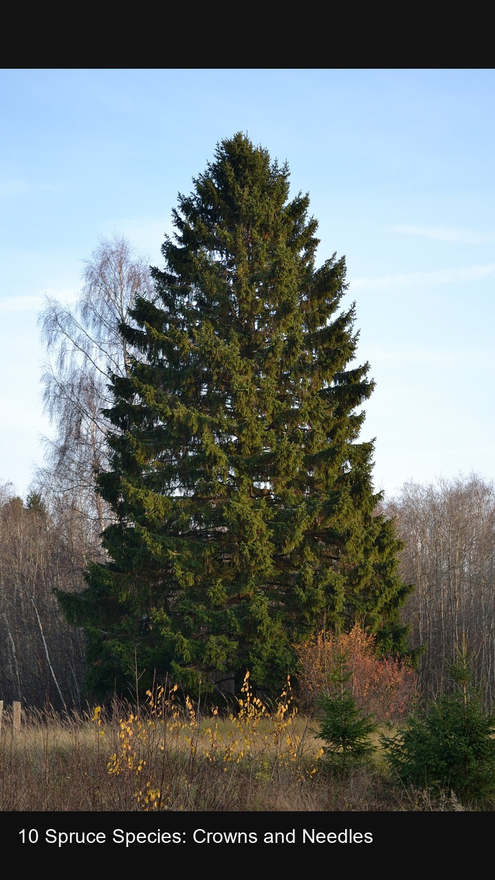 10 Spruce Species: Crowns and Needles — 2:3