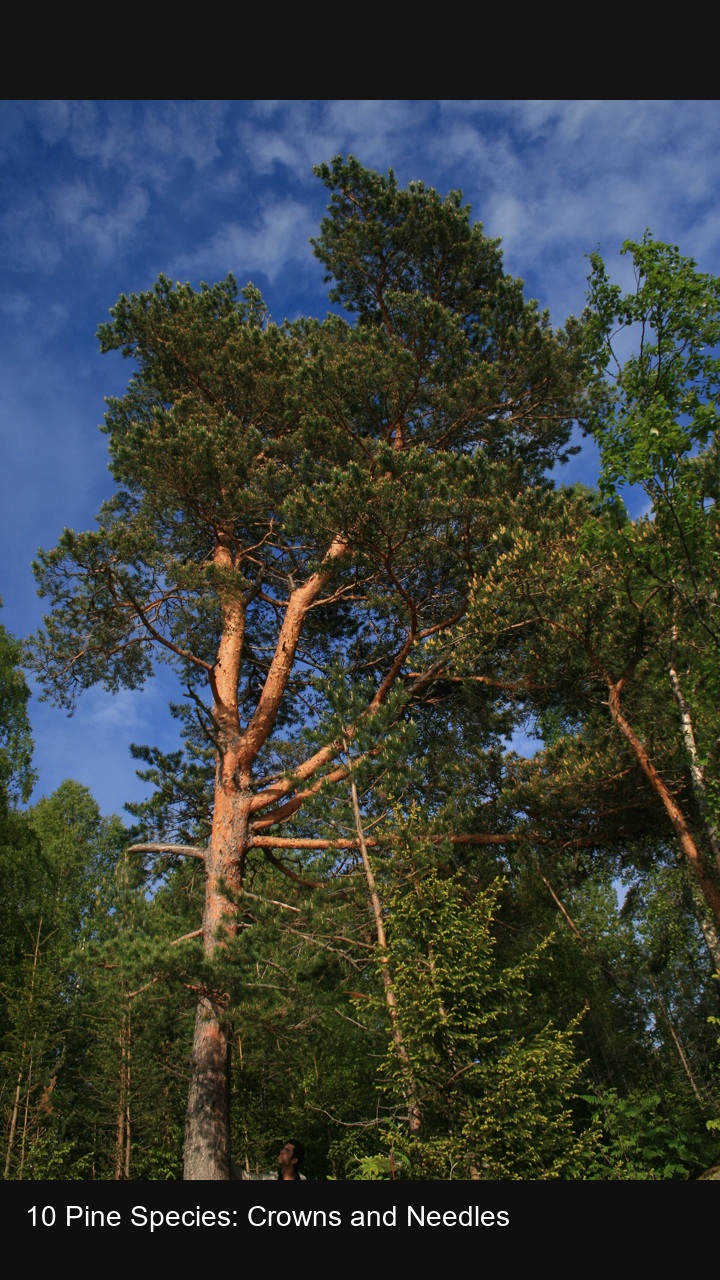 10 Pine Species: Crowns and Needles — 2:3